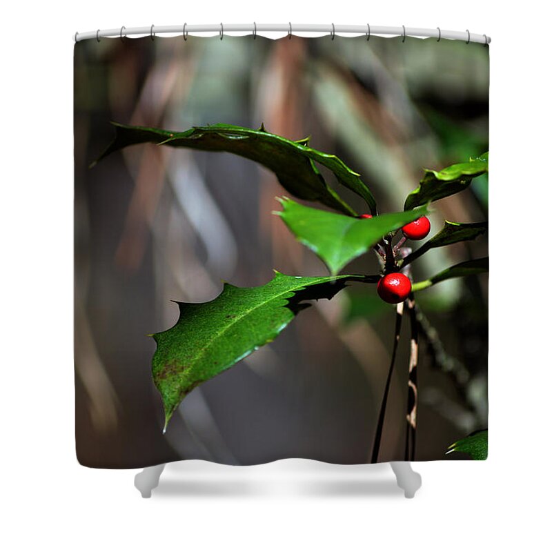 Holly In The Wild Shower Curtain featuring the photograph Natural Holly Decor by Bill Swartwout