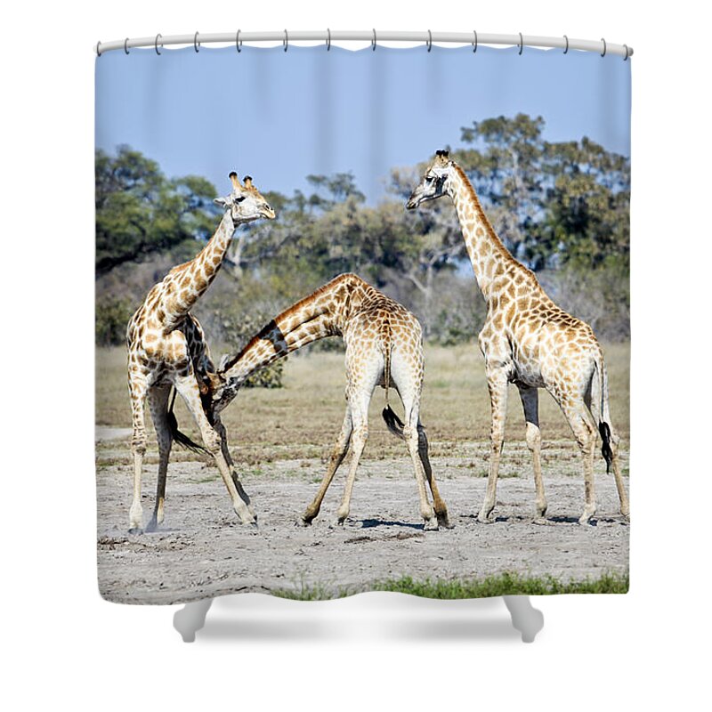 Giraffe Shower Curtain featuring the photograph Necking Giraffes Botswana by Liz Leyden