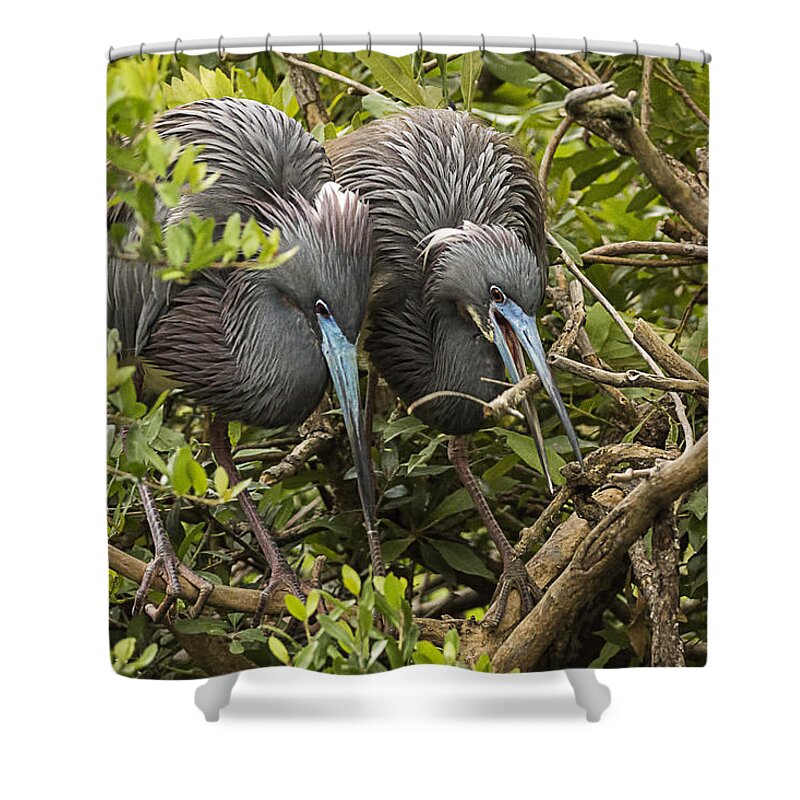 Little Blue Herons Shower Curtain featuring the photograph Nest Building by Priscilla Burgers