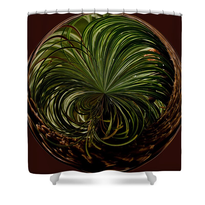 Pine Shower Curtain featuring the photograph Nesting Pine Orb by Tikvah's Hope