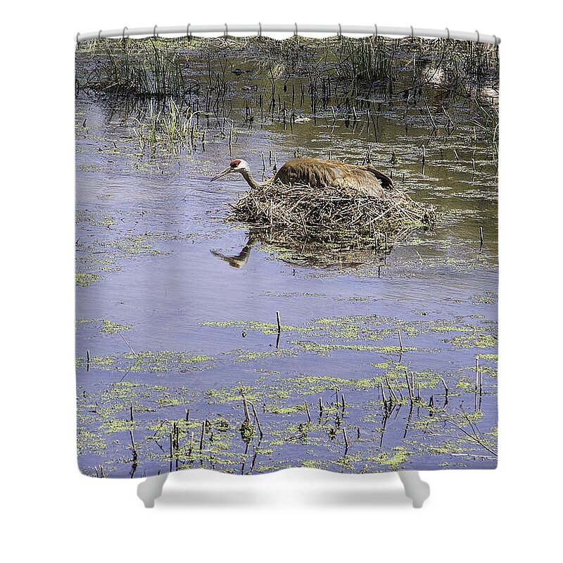Sandhill Crane Shower Curtain featuring the photograph Nesting Sandhill Crane by Thomas Young