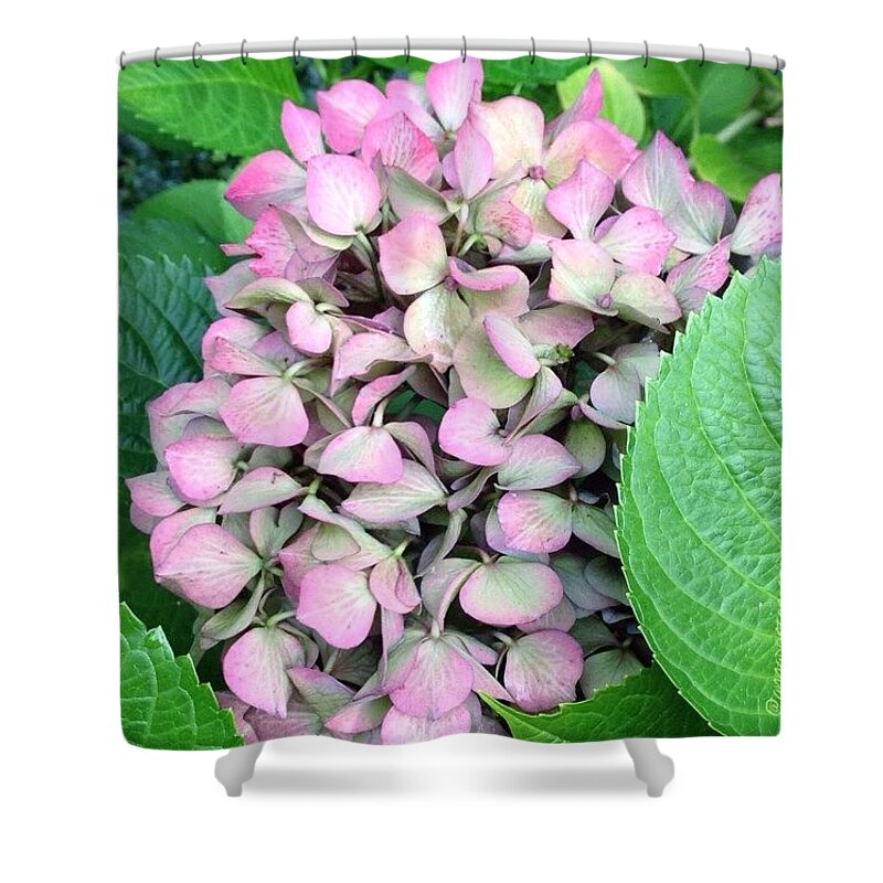 Pink Shower Curtain featuring the photograph Nestled. #pink #hydrangea In My by Anna Porter