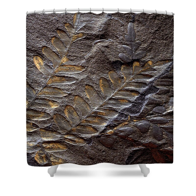Ancient Shower Curtain featuring the photograph Neuropteris Fossil by Theodore Clutter