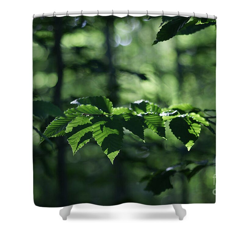 Woods Shower Curtain featuring the photograph Never Far From My Thoughts by Linda Shafer