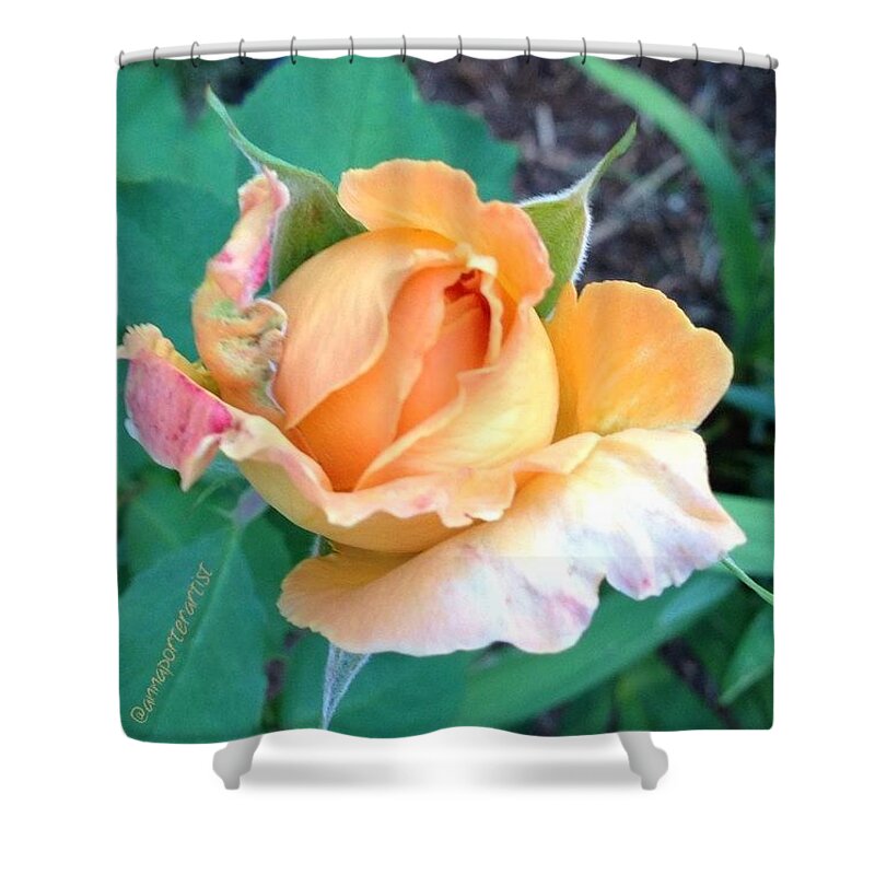 Iphone5 Shower Curtain featuring the photograph New Beginnings - A New Rose In My by Anna Porter
