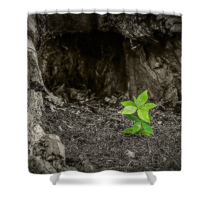 New Growth Shower Curtain featuring the photograph New Growth by Rick Bartrand