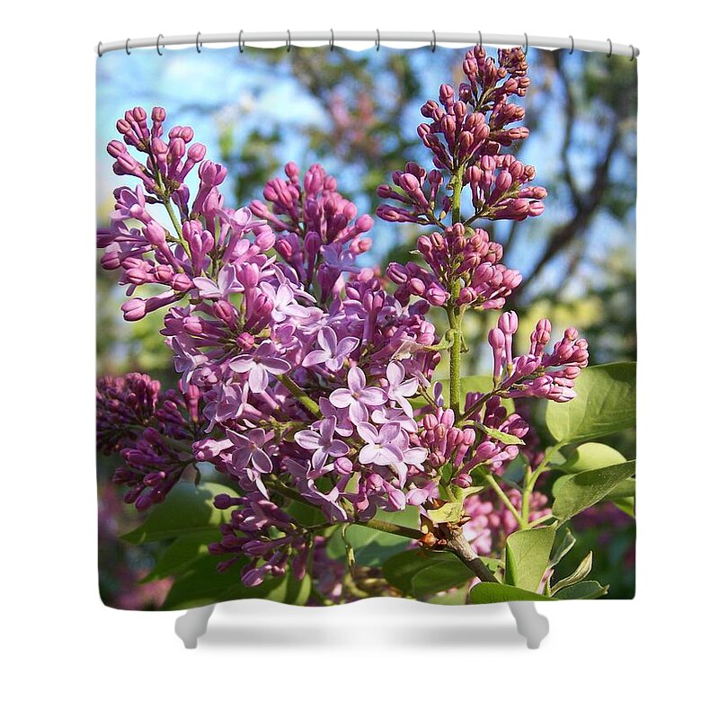 Purple Shower Curtain featuring the photograph Purple Lilac by Eunice Miller