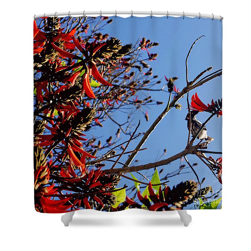 New Holland Honeyeater Shower Curtain featuring the photograph New Holland Honey Eater in an African Flame Tree by Cassandra Buckley