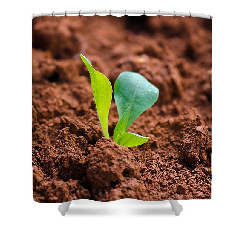 Plant Shower Curtain featuring the photograph Newborn Plant On Red Acre by Andreas Berthold