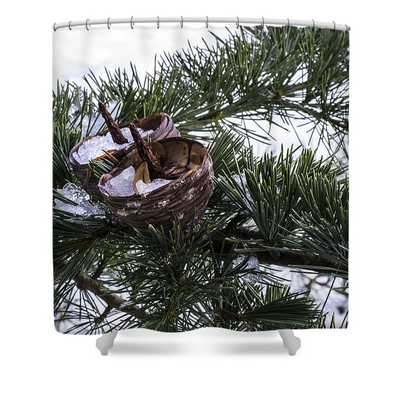 Fir Shower Curtain featuring the photograph Nibbled by Spikey Mouse Photography