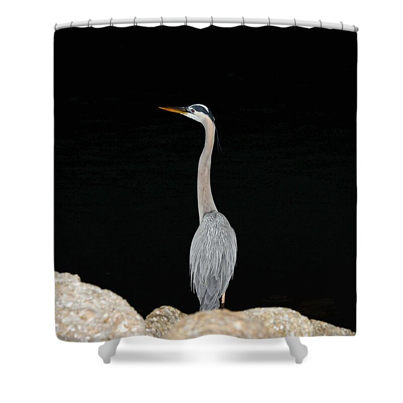 Blue Heron Shower Curtain featuring the photograph Night of the Blue Heron 2 by Anthony Baatz