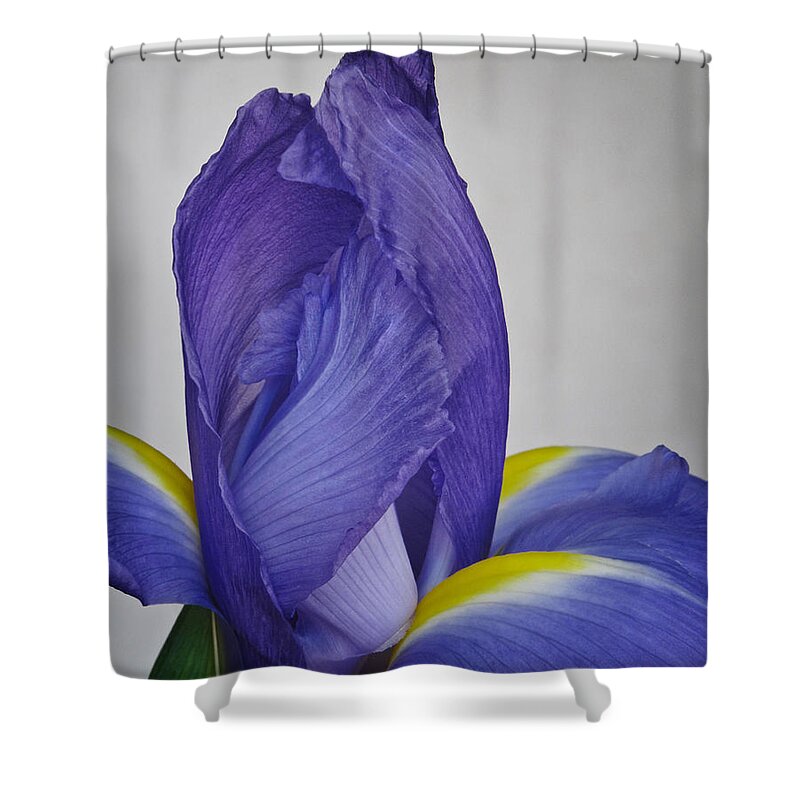 Bloom Shower Curtain featuring the photograph Dutch Iris by David and Carol Kelly