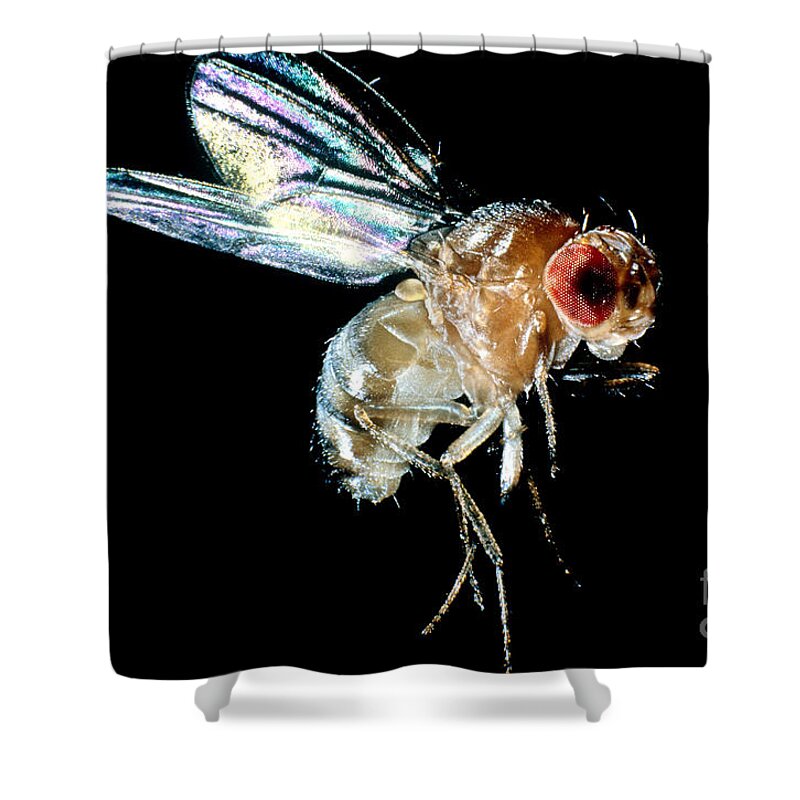 Drosophila Shower Curtain featuring the photograph Normal Red-eyed Fruit Fly by Darwin Dale