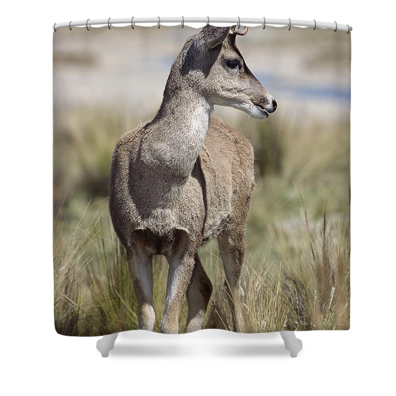 Feb0514 Shower Curtain featuring the photograph North Andean Huemul Buck Shedding by Tui De Roy