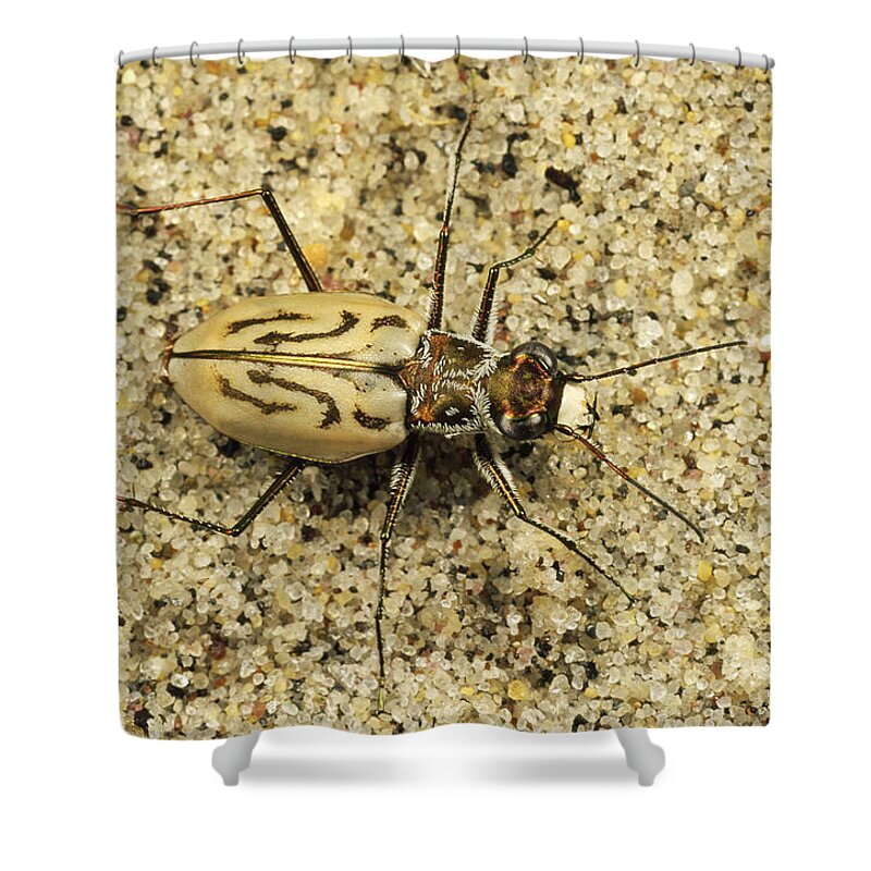 Feb0514 Shower Curtain featuring the photograph Northern Beach Tiger Beetle Marthas by Mark Moffett
