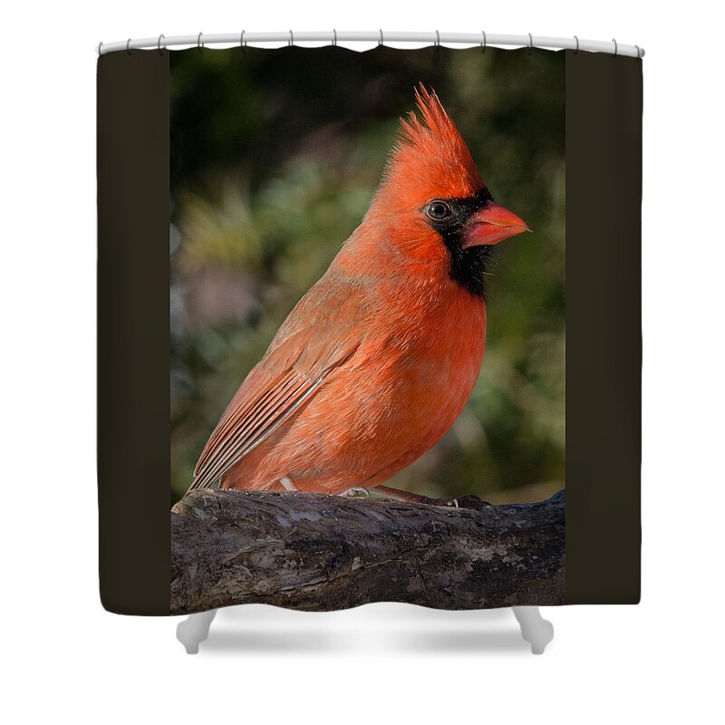 Close Up Of Northern Cardinal Male Shower Curtain featuring the photograph Northern Cardinal 2 by Kenneth Cole
