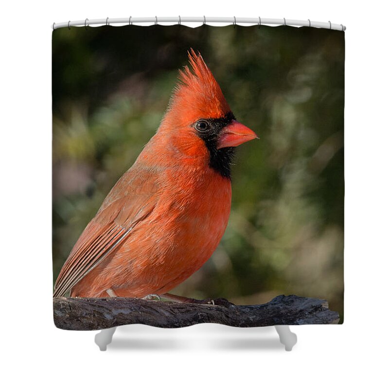 Northern Cardinal In Winter Shower Curtain featuring the photograph Northern Cardinal by Kenneth Cole
