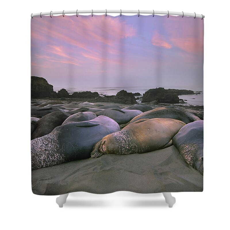 Feb0514 Shower Curtain featuring the photograph Northern Elephant Seals Point Piedra by Tim Fitzharris