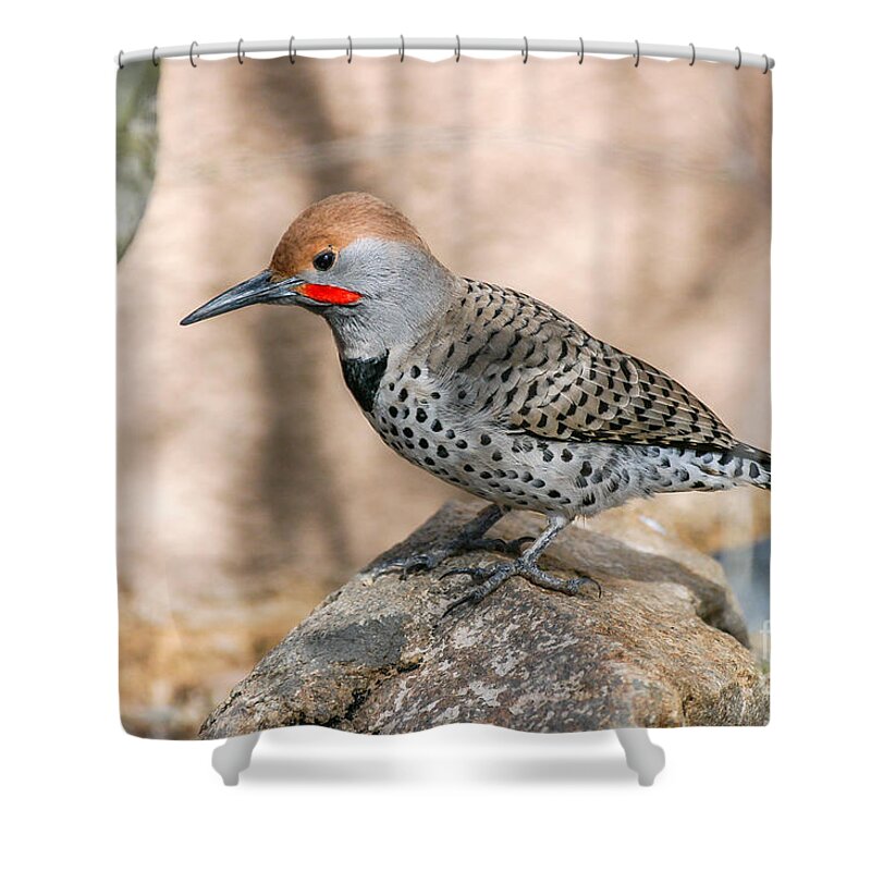 Flicker Shower Curtain featuring the photograph Northern Flicker by Al Andersen