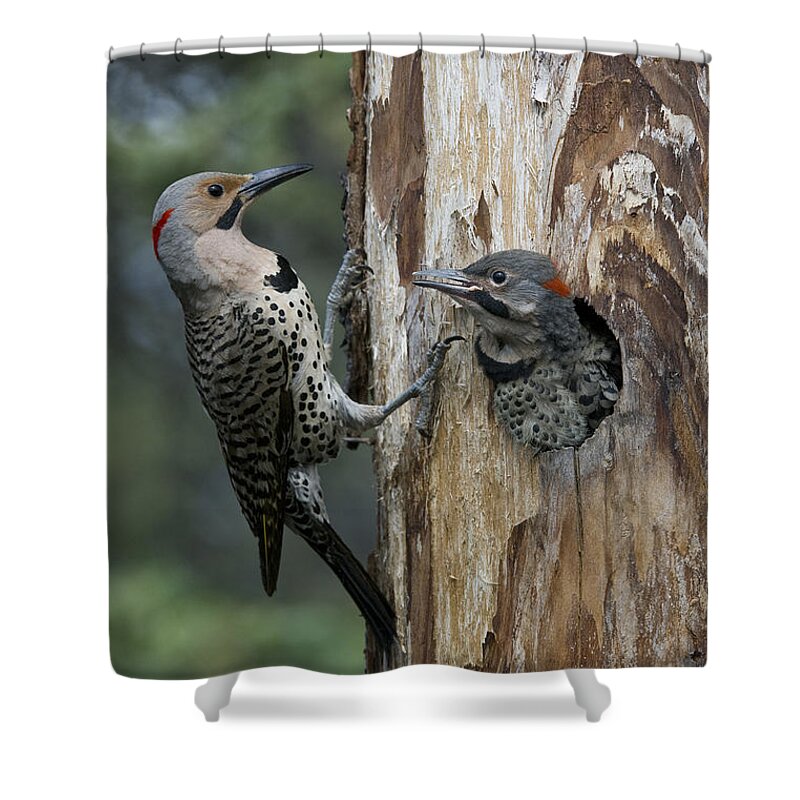Michael Quinton Shower Curtain featuring the photograph Northern Flicker Parent At Nest Cavity by Michael Quinton