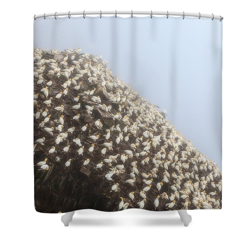 Northern Gannet Shower Curtain featuring the photograph Northern Gannet Colony by Perla Copernik