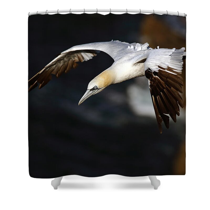 Sea Bird Shower Curtain featuring the photograph Northern Gannet by Grant Glendinning
