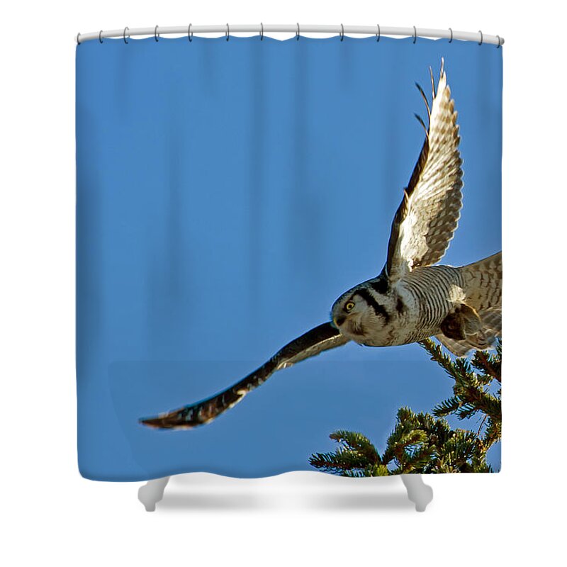 Northern Hawk Owl Shower Curtain featuring the photograph Northern Hawk Owl flying with its capture by Torbjorn Swenelius