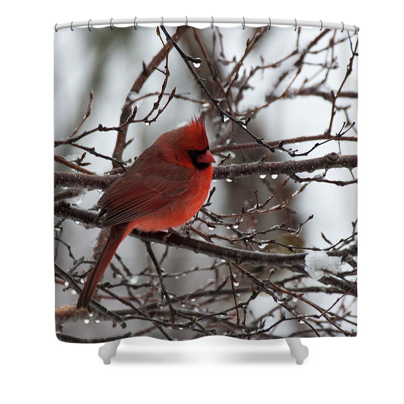 Cardinal Shower Curtain featuring the photograph Northern red cardinal in winter by Jeff Folger