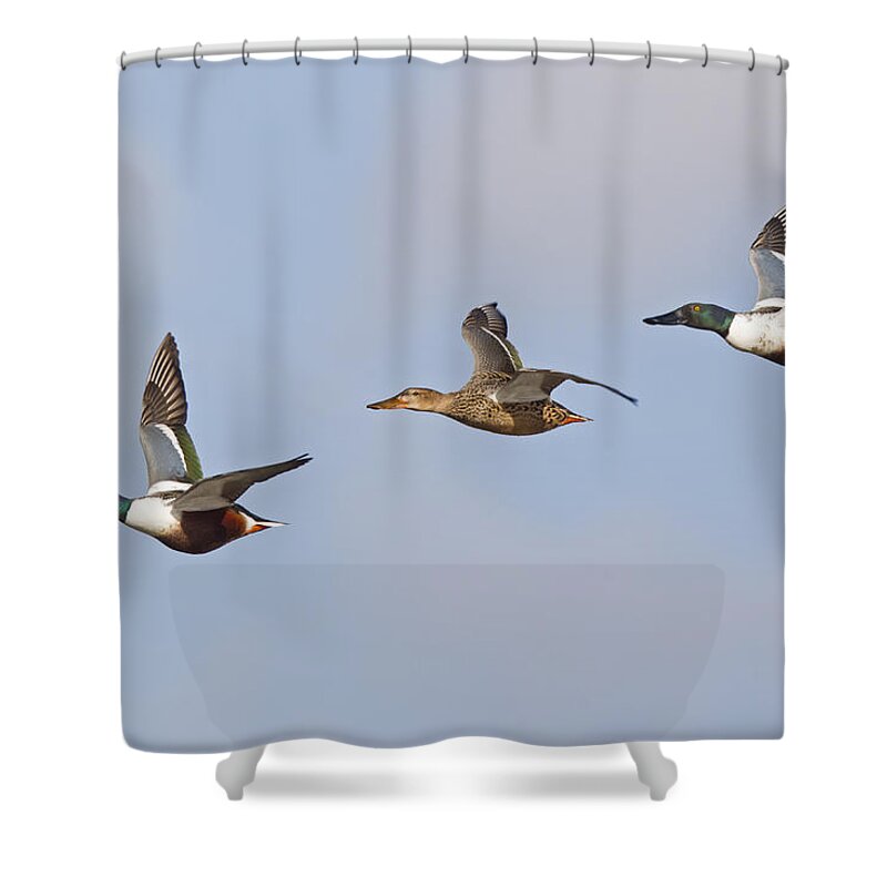 Flpa Shower Curtain featuring the photograph Northern Shoveler Ducks Flying by Dickie Duckett