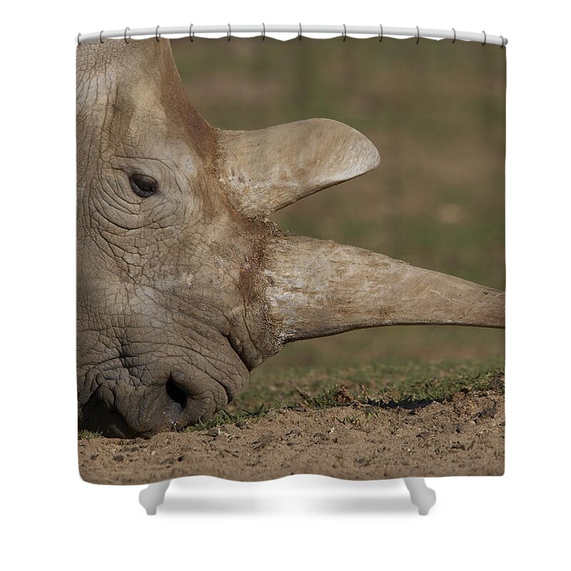 Feb0514 Shower Curtain featuring the photograph Northern White Rhinoceros Grazing by San Diego Zoo