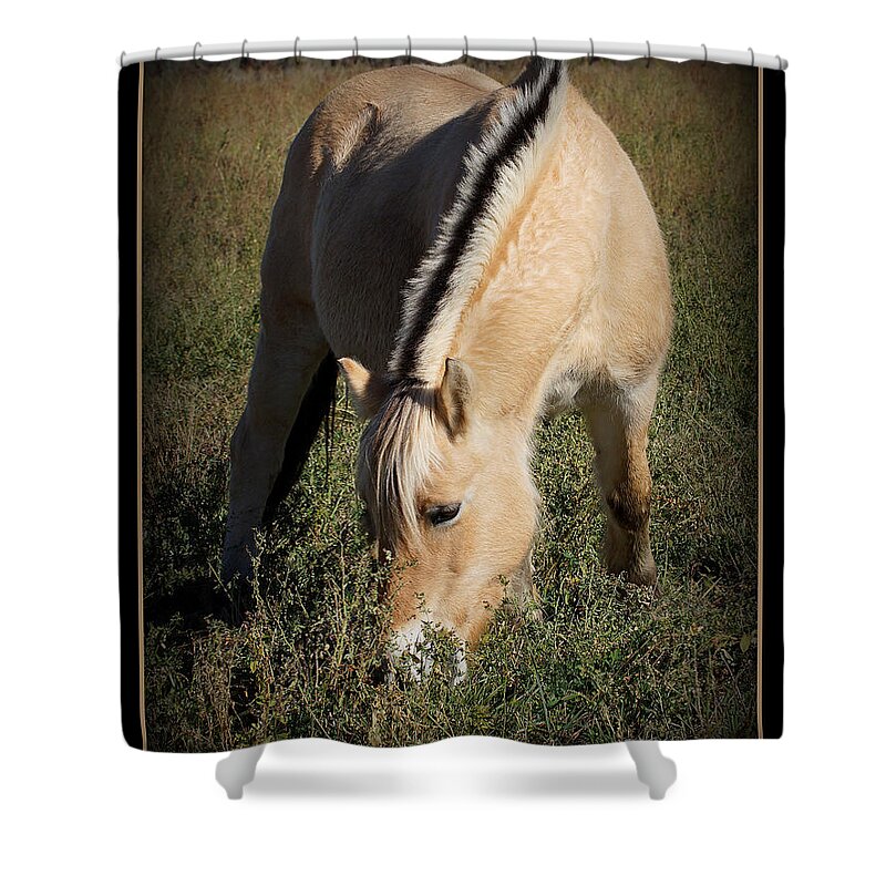 Norwegian Fjord Horse Shower Curtain featuring the photograph Norwegian Fjord by Ernest Echols