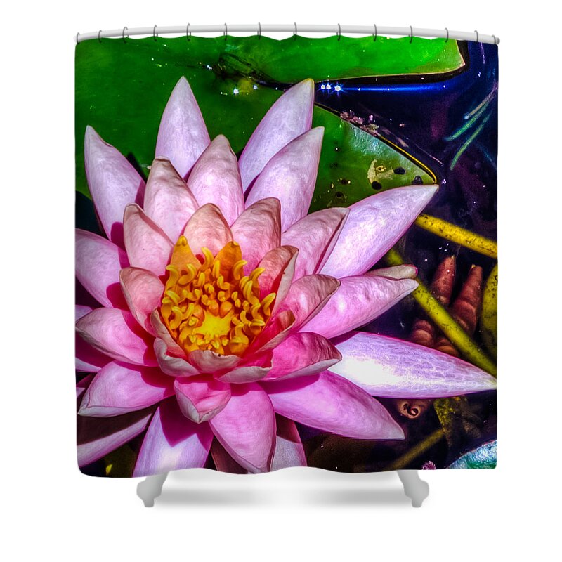 Blossom Shower Curtain featuring the photograph Nymphaeaceae by Traveler's Pics