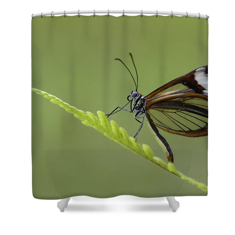 Feb0514 Shower Curtain featuring the photograph Nymphalid Butterfly Mindo Cloud Forest by Pete Oxford
