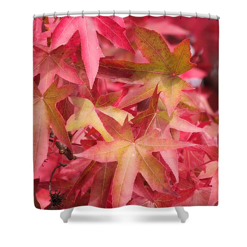 Oak Leaves Shower Curtain featuring the photograph Oak Leaves in the Fall by E Faithe Lester