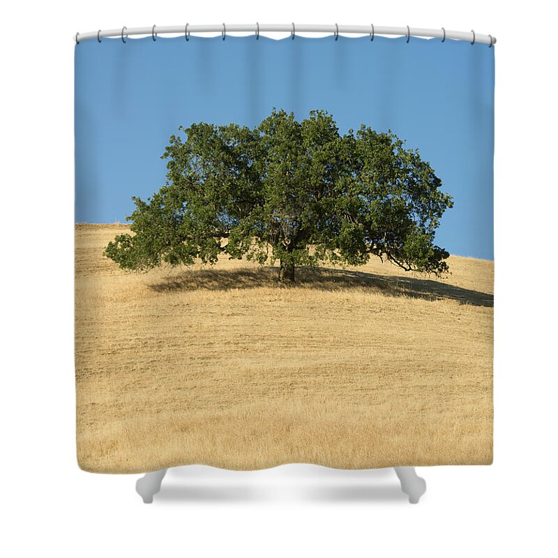 538012 Shower Curtain featuring the photograph Oak Tree Mount Diablo State Park by Kevin Schafer