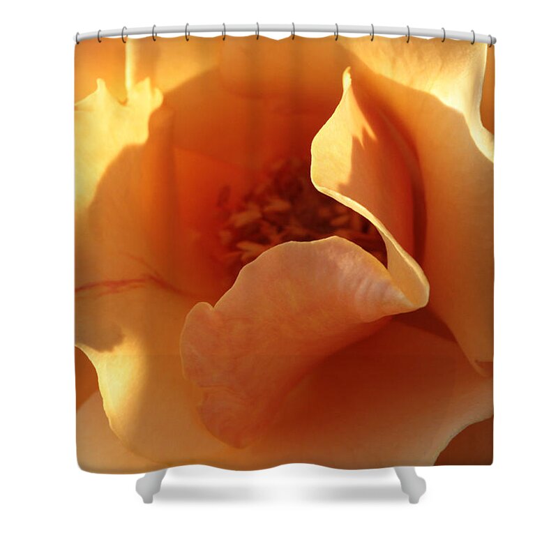 Connie Handscomb Shower Curtain featuring the photograph October's Rose by Connie Handscomb