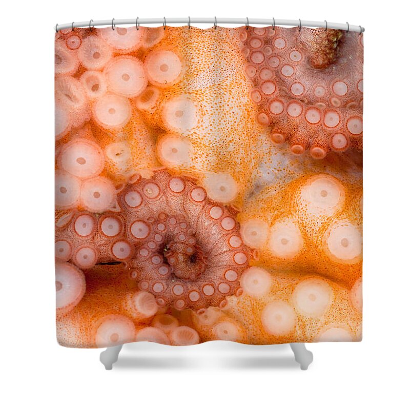Octopus Rubescens Shower Curtain featuring the photograph Octopus Suction Cups by Stuart Wilson