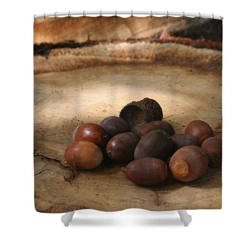 Acorn Shower Curtain featuring the photograph Oh Nuts by Karen Harrison Brown