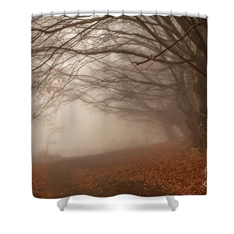 Auatomn Shower Curtain featuring the photograph Old Beech Trees In Fog by Jivko Nakev