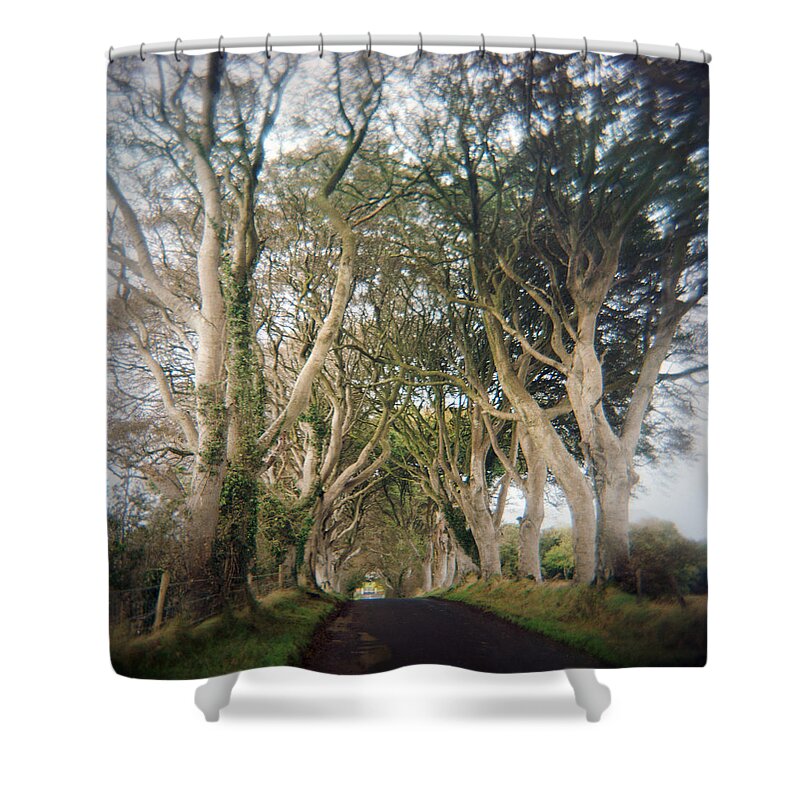 Tranquility Shower Curtain featuring the photograph Old Beech Trees In Ireland by Danielle D. Hughson