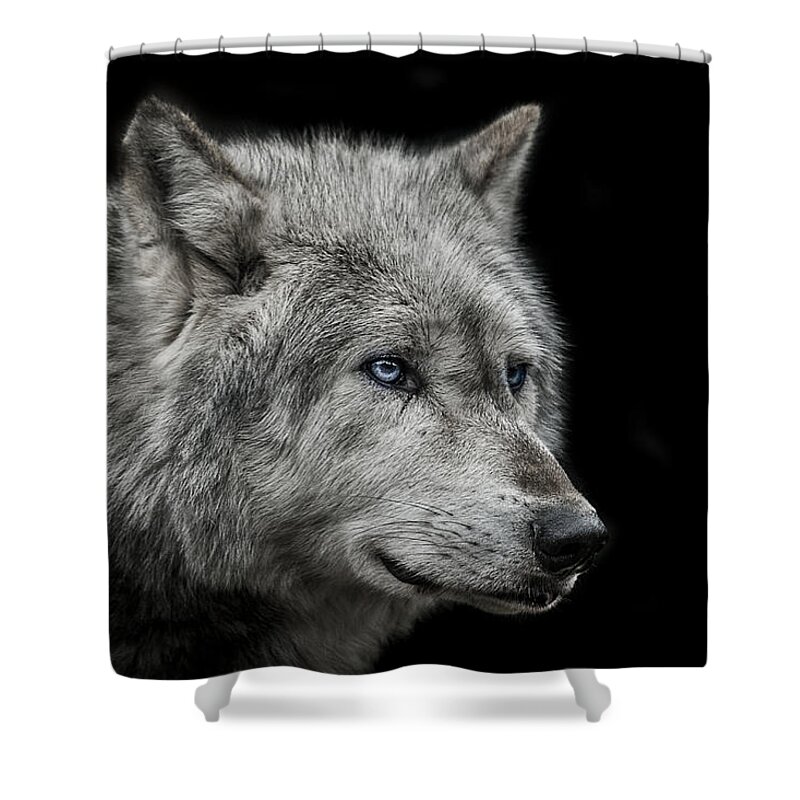 #faatoppicks Shower Curtain featuring the photograph Old blue eyes by Paul Neville