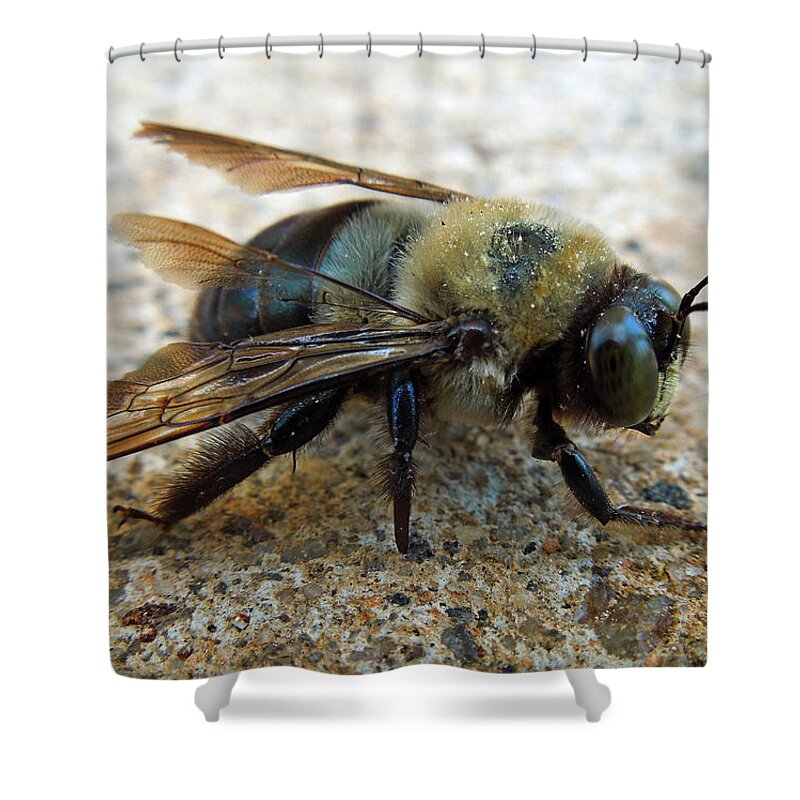 Macro Shower Curtain featuring the photograph Old Carpenter Bee by Pete Trenholm
