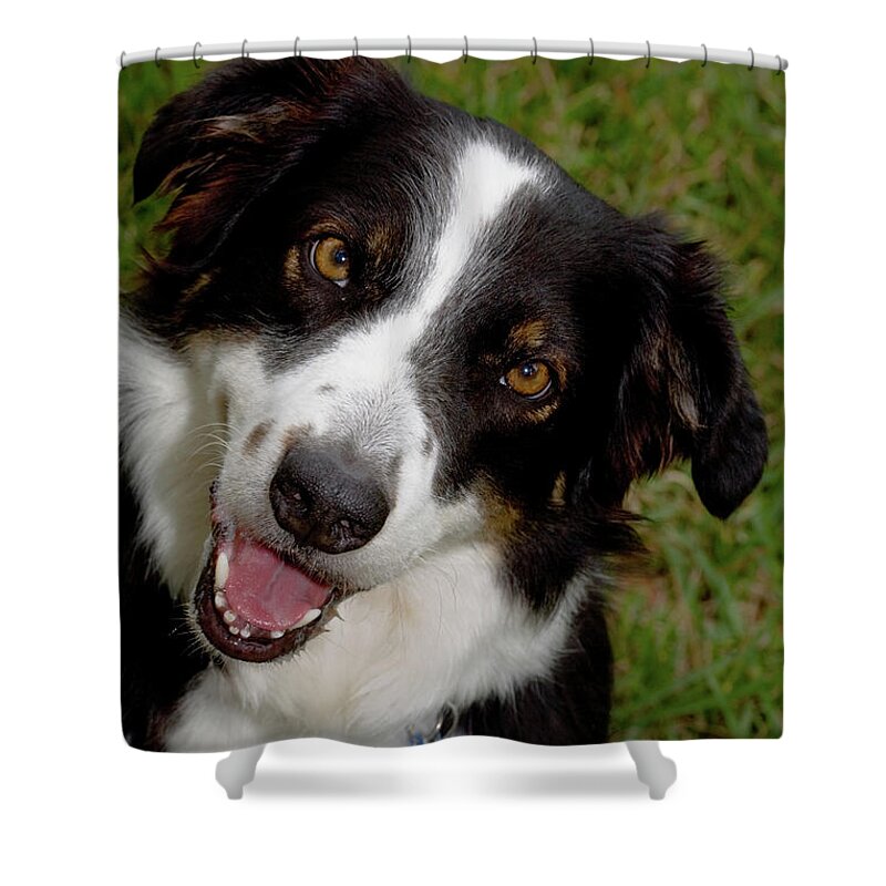 Dog Shower Curtain featuring the photograph Old Faithful by Diane Macdonald