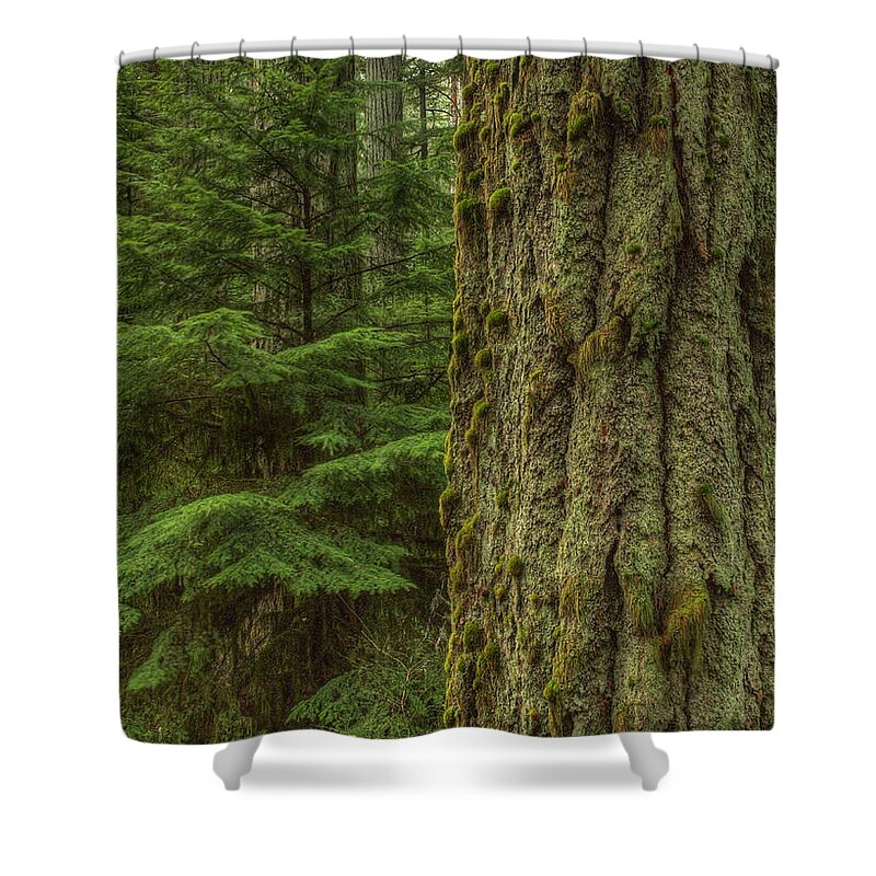 Trees Shower Curtain featuring the photograph Old Growth by Randy Hall