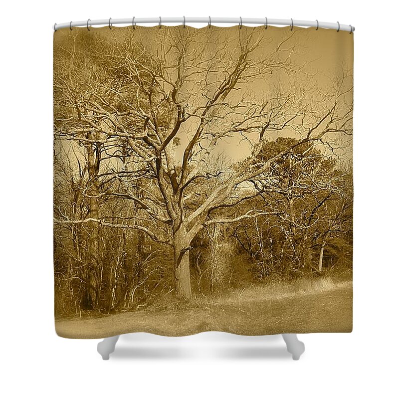 Old Shower Curtain featuring the photograph Old Haunted Tree In Sepia by Chris W Photography AKA Christian Wilson