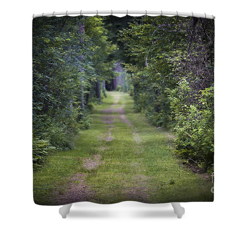 Old Shower Curtain featuring the photograph Old road through forest by Elena Elisseeva