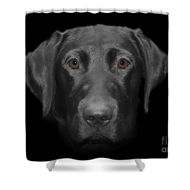 Labrador Shower Curtain featuring the photograph Olivia by Vix Edwards