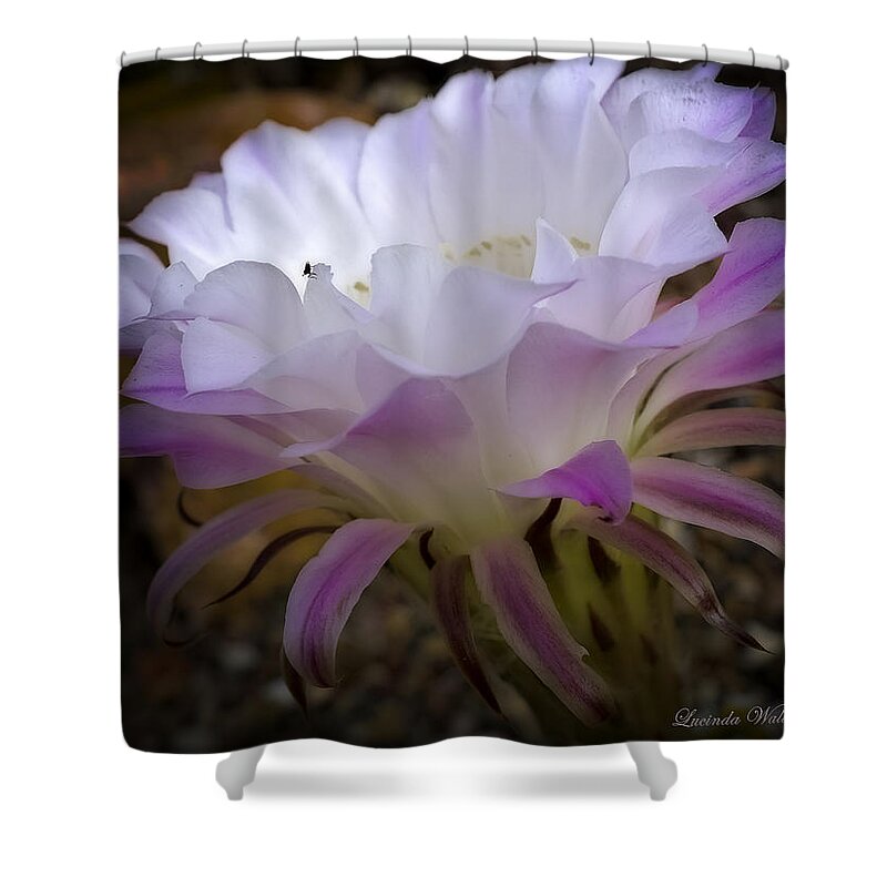 Cactus Shower Curtain featuring the photograph On the Edge by Lucinda Walter