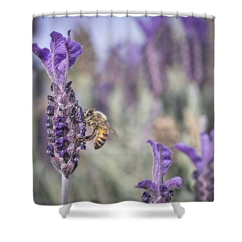 Bee Shower Curtain featuring the photograph On The Lavender by Priya Ghose