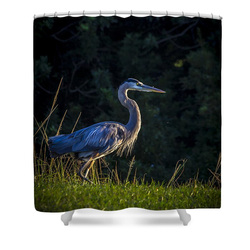 Lakeland Shower Curtain featuring the photograph On The March by Marvin Spates